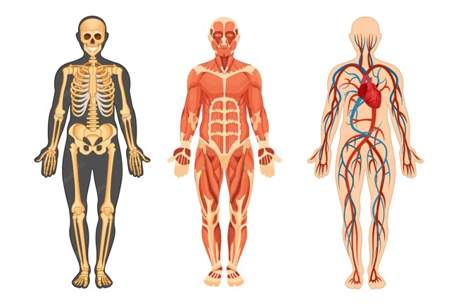 Mastering Human Form and Function: Your Ultimate Anatomy Toolkit
